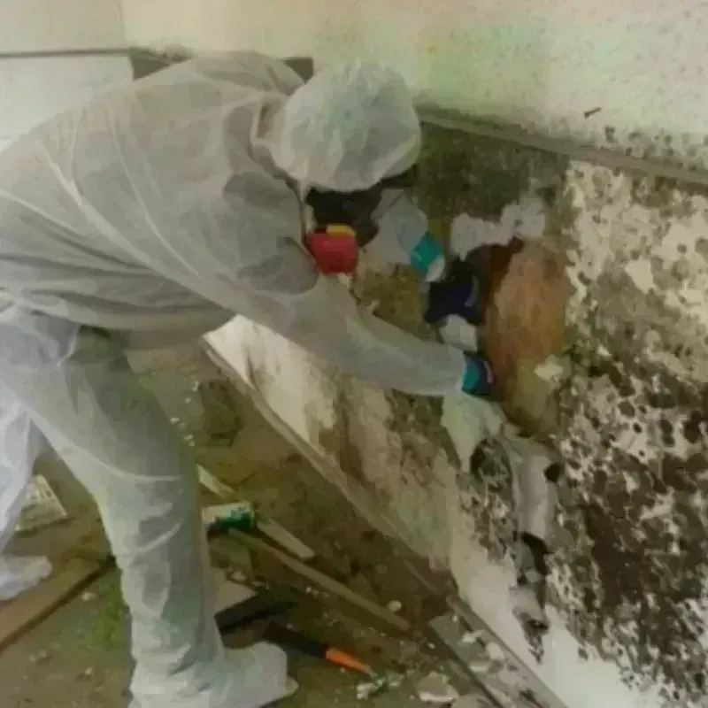 Mold Remediation and Removal in Mount Sterling, IL